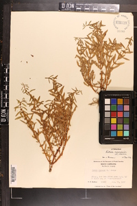 Rotala ramosior image