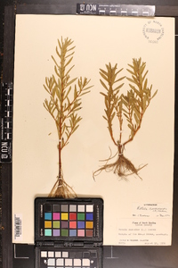 Rotala ramosior image