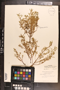 Rotala ramosior image