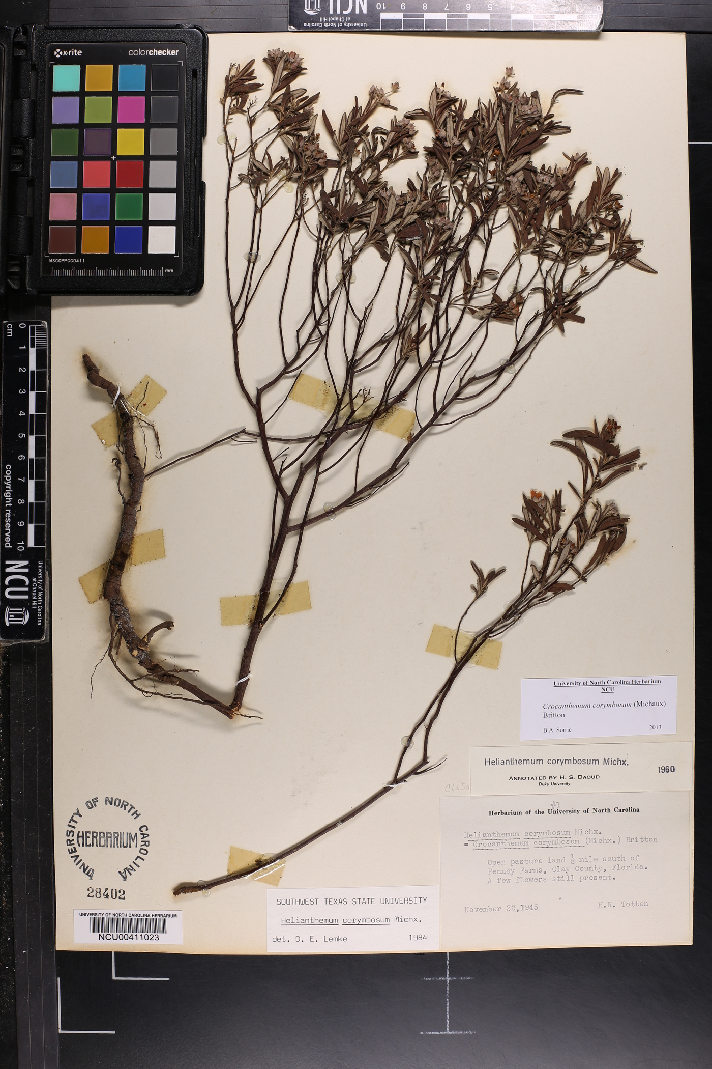 Crocanthemum corymbosum image