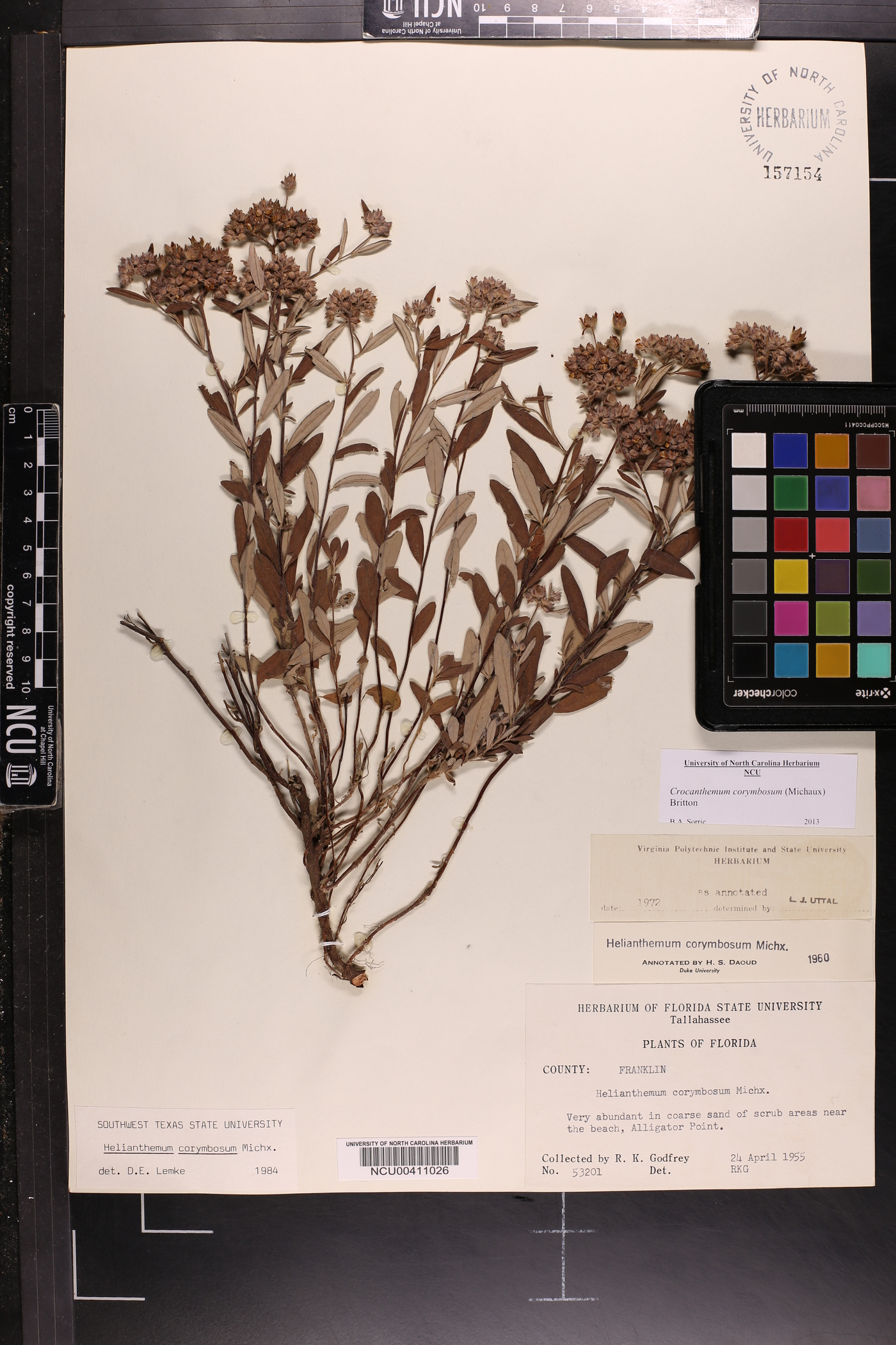 Crocanthemum corymbosum image