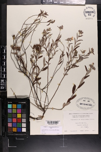 Crocanthemum corymbosum image