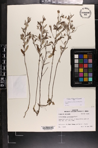 Crocanthemum georgianum image