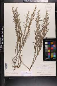 Crocanthemum rosmarinifolium image