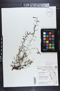 Ludwigia arcuata image