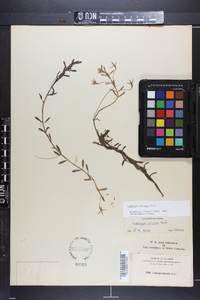 Ludwigia arcuata image