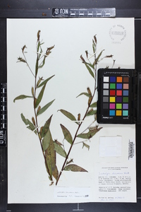 Ludwigia decurrens image