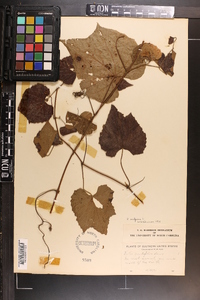 Vitis vulpina image