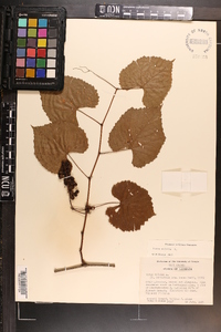 Vitis vulpina image