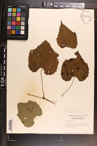 Vitis vulpina image