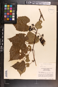 Vitis vulpina image