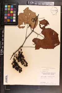 Vitis vulpina image