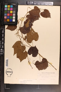 Vitis vulpina image