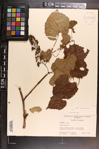 Vitis vulpina image