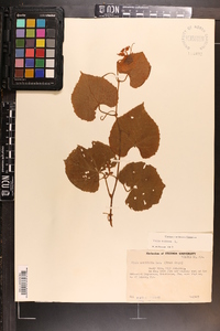 Vitis vulpina image