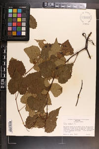 Vitis vulpina image