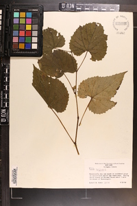 Vitis vulpina image