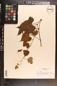 Vitis vulpina image