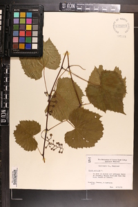 Vitis vulpina image