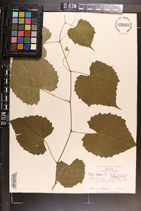 Vitis vulpina image