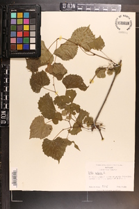 Vitis vulpina image