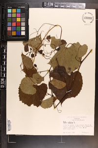 Vitis vulpina image