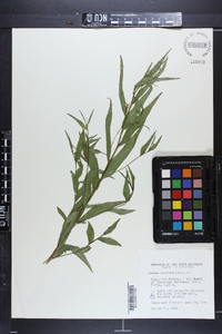 Ludwigia decurrens image