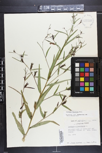 Ludwigia decurrens image