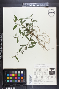 Ludwigia decurrens image