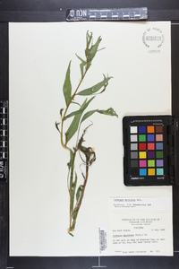 Ludwigia decurrens image