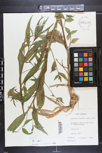 Ludwigia decurrens image