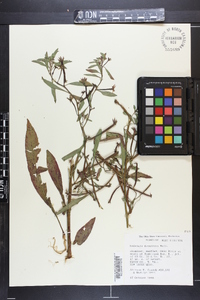 Ludwigia decurrens image