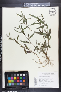 Ludwigia decurrens image