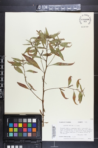 Ludwigia erecta image