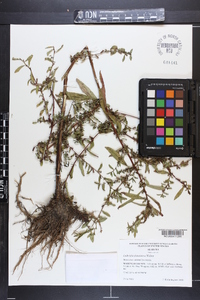 Ludwigia glandulosa image