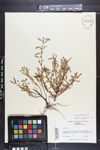 Ludwigia glandulosa image