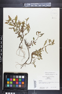 Ludwigia glandulosa image