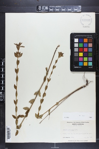 Rhexia petiolata image