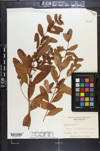 Triadenum walteri image