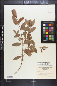 Triadenum walteri image