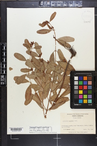 Triadenum walteri image