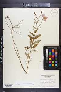 Rhexia nashii image