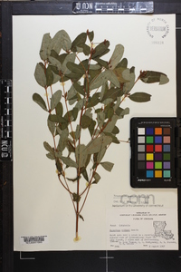 Triadenum walteri image