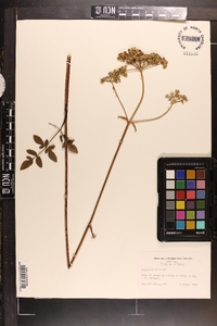 Angelica venenosa image