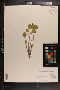 Centella asiatica image