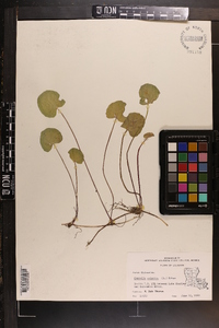 Centella asiatica image