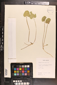 Centella asiatica image