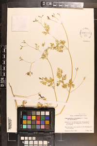 Chaerophyllum procumbens image