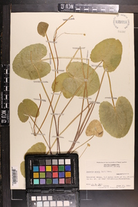 Centella asiatica image