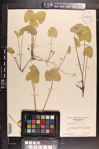 Centella asiatica image